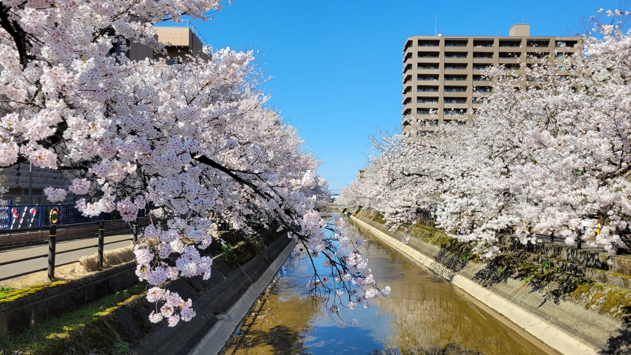 長岡市　福島江の満開の桜です。 当事務所から比較的ほど近い「福島江」ですが、長岡市内の桜の名所の一つ！外回りの途中にパシャリの一枚です。