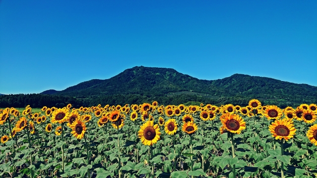 これから夏本番を迎えますが、皆さまのお役に立てるよう努めて参ります。長岡・見附・小千谷・柏崎・十日町・魚沼方面の相続不動産、土地建物のお困り事があれがフェニックス不動産・行政書士結城事務所までお気軽にお問い合わせください。オンライン相談も対応しております。